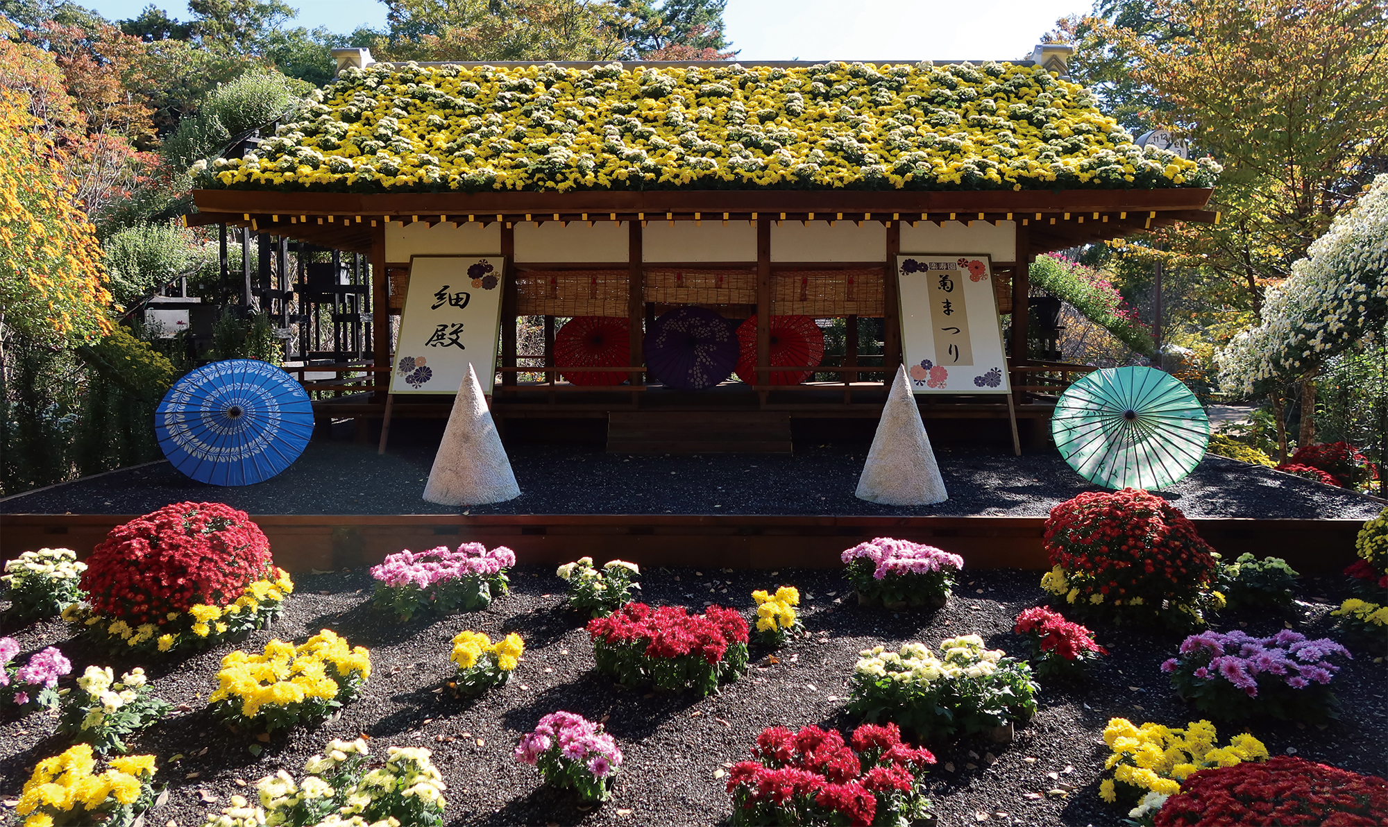 楽寿園　10月30日～11月30日に開催「菊まつり」
